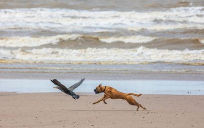 Stop Chasing the Naysayers: Where to Focus Your Energy During Change